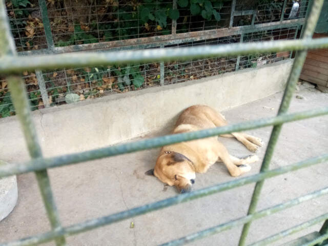 Adnan Oktar'ın Kedicikleri Gitti, Villanın Önündeki Köpek Kaldı Adnan Oktar'ın Kedicikleri Gitti, Villanın Önündeki Köpek Yalnız Kaldı