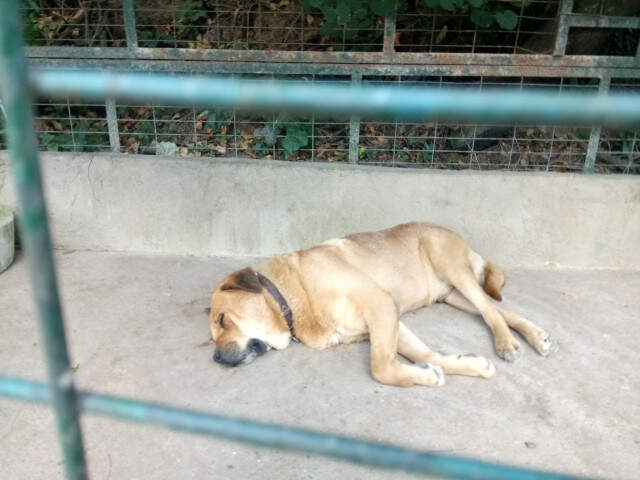 Adnan Oktar'ın Kedicikleri Gitti, Villanın Önündeki Köpek Kaldı Adnan Oktar'ın Kedicikleri Gitti, Villanın Önündeki Köpek Yalnız Kaldı