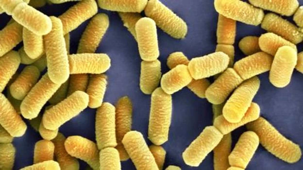 Vücudumuzun Yarısı Bakterilerden Oluşuyor