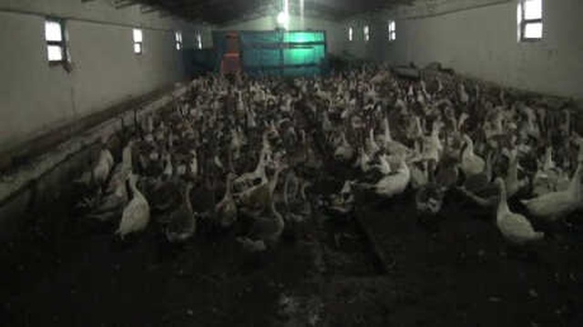 Kars'ta 5 Bine Yakın Kazını Bilinmeyen Nedenle Kaybeden Besici İsyan Etti