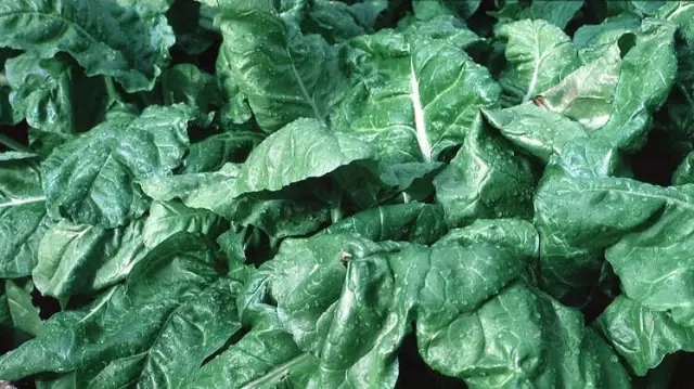 Bunamaya Karşı 7 Önemli Besin