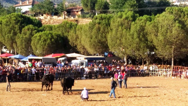 Dostluk Karşılaşması Meydan Savaşına Dönüştü Sahipleri boğalardan daha öfkeli çıkınca arena ringe döndü Boğa Sahipleri Kavgaya Tutuştu, Arena Ringe Döndü: Çok Sayıda Yaralı Var!