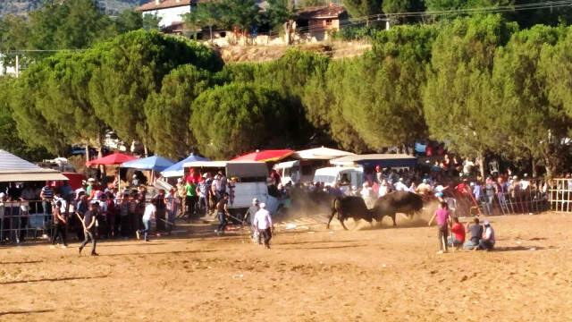 Dostluk Karşılaşması Meydan Savaşına Dönüştü Sahipleri boğalardan daha öfkeli çıkınca arena ringe döndü Boğa Sahipleri Kavgaya Tutuştu, Arena Ringe Döndü: Çok Sayıda Yaralı Var!