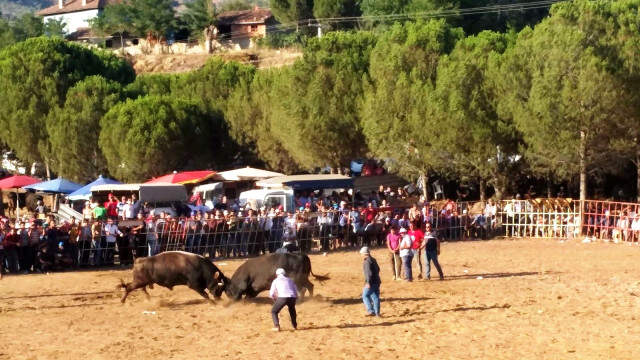 Dostluk Karşılaşması Meydan Savaşına Dönüştü Sahipleri boğalardan daha öfkeli çıkınca arena ringe döndü Boğa Sahipleri Kavgaya Tutuştu, Arena Ringe Döndü: Çok Sayıda Yaralı Var!