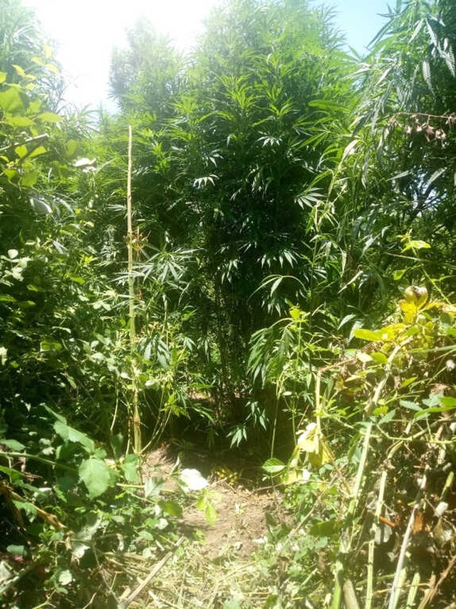 Ormandaki Hortumu Takip Eden Jandarma, İki Kenevir Tarlasını Ortaya Çıkardı