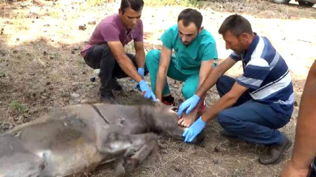 Köylüler, İşkence Edilmiş Eşeği Görünce Gözyaşlarına Boğuldu Köylüler, İşkence Edilmiş Eşeği Görünce Gözyaşlarına Boğuldu