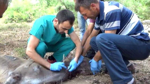 Köylüler, İşkence Edilmiş Eşeği Görünce Gözyaşlarına Boğuldu Köylüler, İşkence Edilmiş Eşeği Görünce Gözyaşlarına Boğuldu