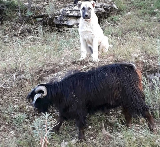 Yavru Kangal, Kaybolan Keçileri Bulup Sahibine Teslim Etti