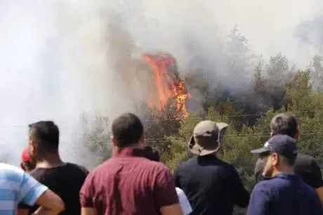 Antalya'da Orman Yangını! Evler ve Seralar da Zarar Gördü