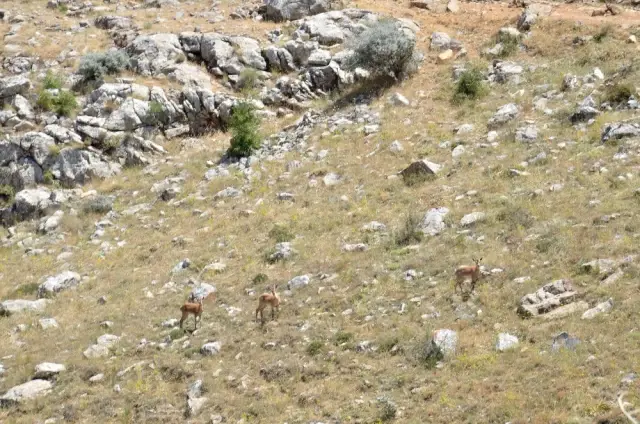 Kahramanmaraş'ta 100 Yıl Aradan Sonra İlk Kez Yaban Keçileri Görüldü