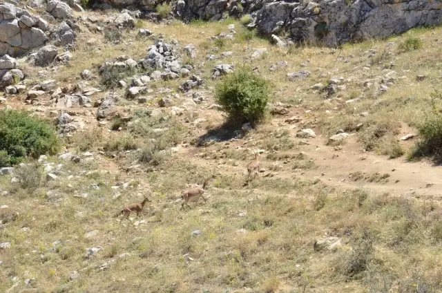 Kahramanmaraş'ta 100 Yıl Aradan Sonra İlk Kez Yaban Keçileri Görüldü