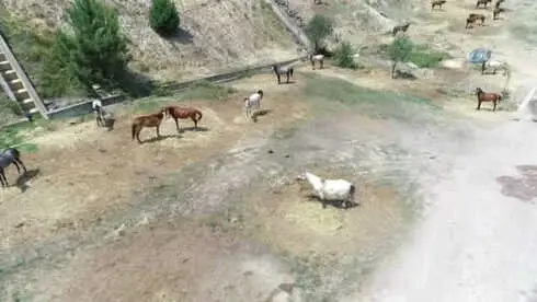 Adaya Sokulmayan 220 At, Sıcağın Altında Kaderine Terk Edildi