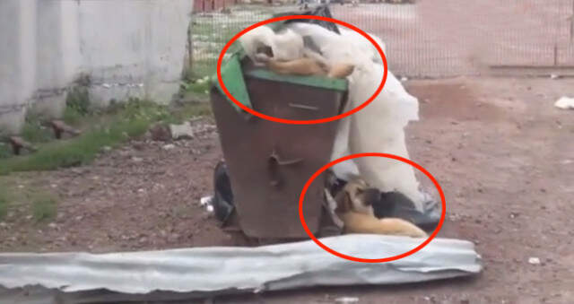 Kars Barınak Değil, Ölüm Kampı Kars'ta Bir Barınakta, Köpekler Açlıktan Birbirini Öldürüp Yemeye Başladı
