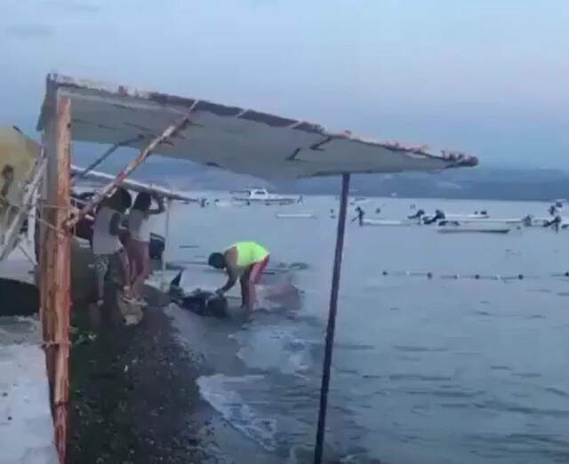 Bursa'da Karaya Vuran Yunus Balığını Lime Lime Doğradılar Bursa'da Karaya Vuran Yunus Balığını Lime Lime Doğradılar