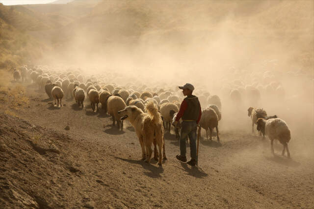 Koyunların Nemrut Dağı'na Tozlu Yolculuğu Drone İle Görüntülendi
