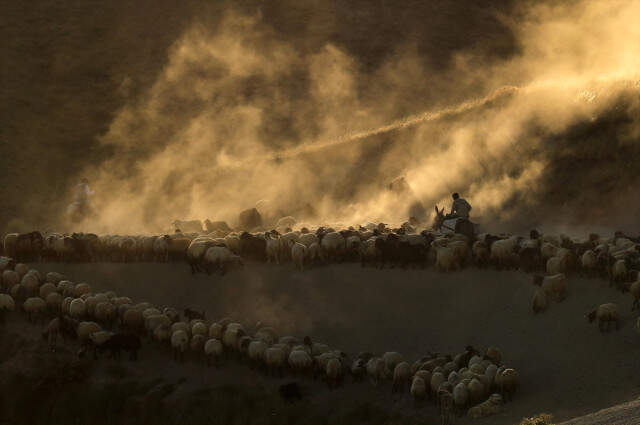 Koyunların Nemrut Dağı'na Tozlu Yolculuğu Drone İle Görüntülendi