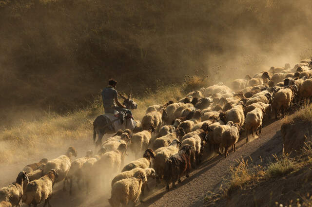Koyunların Nemrut Dağı'na Tozlu Yolculuğu Drone İle Görüntülendi