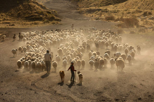 Koyunların Nemrut Dağı'na Tozlu Yolculuğu Drone İle Görüntülendi