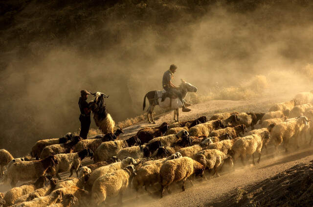 Koyunların Nemrut Dağı'na Tozlu Yolculuğu Drone İle Görüntülendi