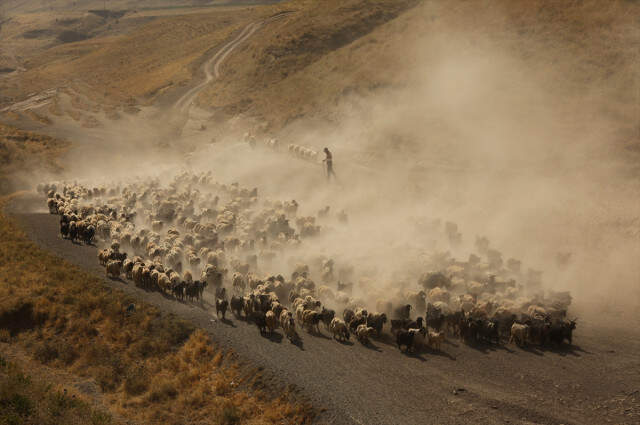 Koyunların Nemrut Dağı'na Tozlu Yolculuğu Drone İle Görüntülendi
