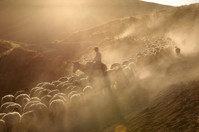 Koyunların Nemrut Dağı'na Tozlu Yolculuğu Drone İle Görüntülendi