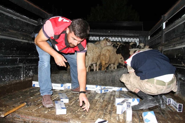 Koyun Yüklü Kamyonette 6 Bin 760 Paket Kaçak Sigara Ele Geçirildi