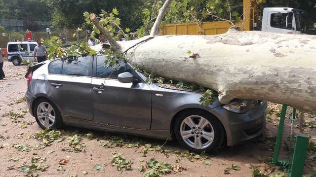 190 Yaşındaki Çınar, Devrilerek Lüks Otomobili Hurdaya Çevirdi