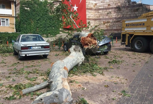 190 Yaşındaki Çınar, Devrilerek Lüks Otomobili Hurdaya Çevirdi