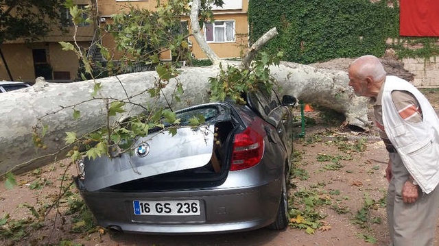 190 Yaşındaki Çınar, Devrilerek Lüks Otomobili Hurdaya Çevirdi