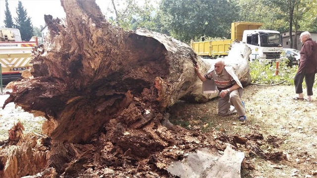 190 Yaşındaki Çınar, Devrilerek Lüks Otomobili Hurdaya Çevirdi