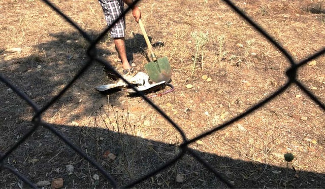 Yılan Avlayan Şahini Kürekle Öldüren Cani Adam Kameraya Yakalandı