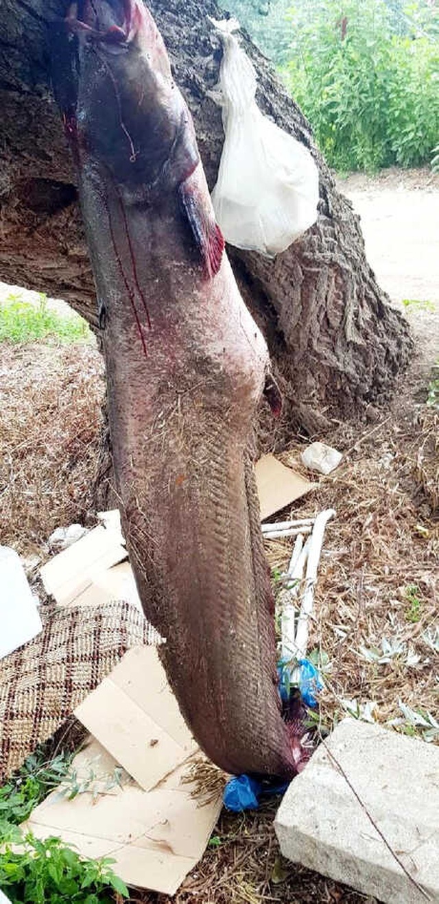 Avlanmaya Gittiği Gölden, 2 Metrelik Yayın Balığı Yakaladı