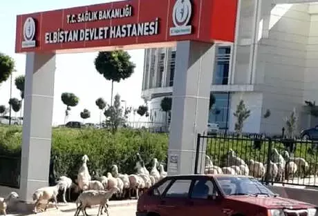 Koyun Sürüsü Hastane Bahçesine Girdi! O Anlar Sosyal Medya Paylaşıldı