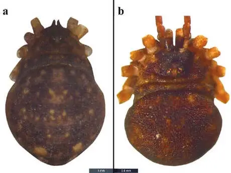 Türkiye'de Yeni Örümcek Türü Keşfedildi