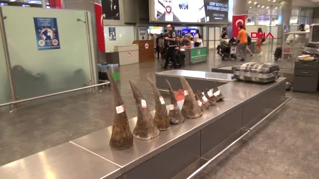 Atatürk Havalimanı'nda 12 Milyon TL Değerinde Gergedan Boynuzu Yakalandı