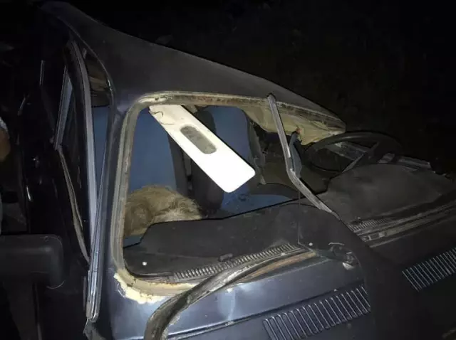 2 Kişinin Can Verdiği Kazada Köpeğin Vefası Herkesi Duygulandırdı