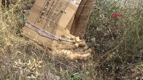 Konya Yol Kenarında Ön Ayakları Birbirine Bağlı Köpek Ölüsü Bulundu