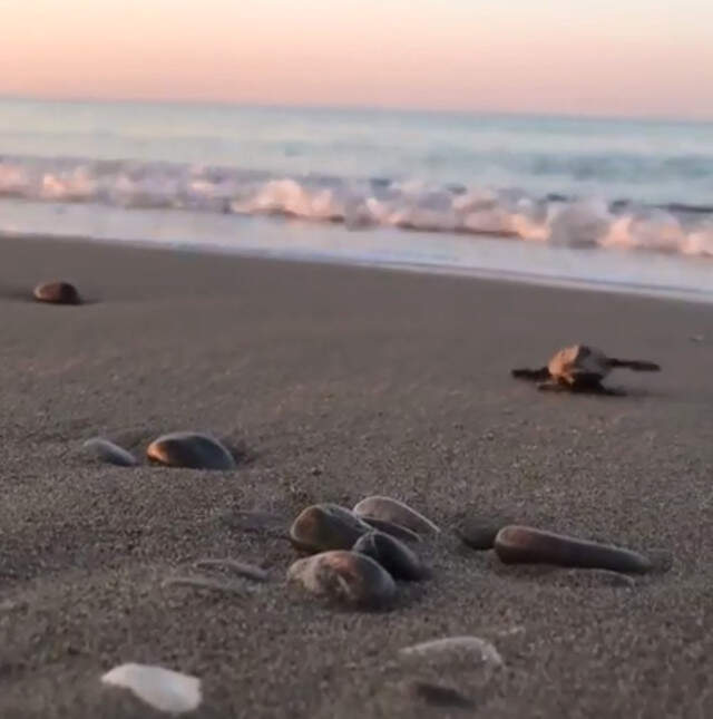 Kıvanç Tatlıtuğ, Eşi Başak Dizer ile Deniz Kaplumbağalarının İmdadına Yetişti