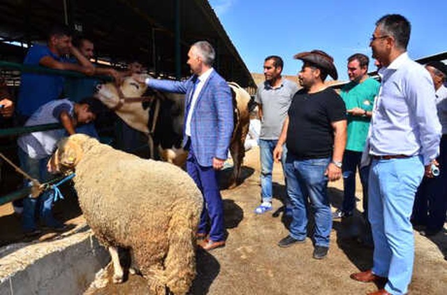 1100 Kiloluk Danayı Alana, 130 Kiloluk Koyun Hediye