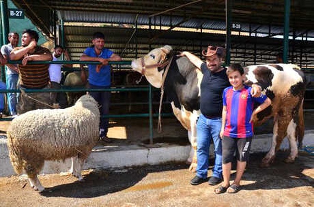 1100 Kiloluk Danayı Alana, 130 Kiloluk Koyun Hediye