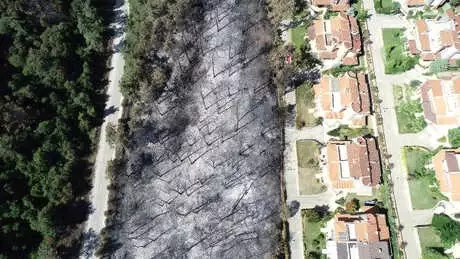 Mudanya'daki Villaların Çevresine Çabuk Tutuşmayan Ağaçlar Dikilecek