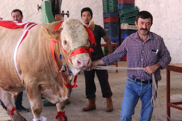 Bir Ton 170 Kilogramlık 'Kral' Görücüye Çıktı
