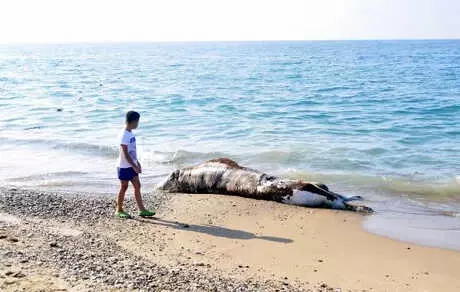 Antalya'da 5 yıldızlı Otellerin Olduğu Sahile İnek Ölüsü Vurdu