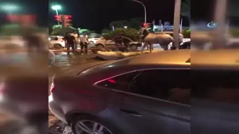 Susuzluktan Yere Yığılan Atı Ayağa Kaldırıp Devam Eden Adama Sosyal Medyadan Büyük Tepki Geldi