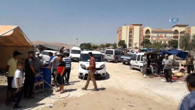 Hayvan Kesme Konusunda Anlaşamayan Acemi Kasaplar Birbirini Bıçakladı