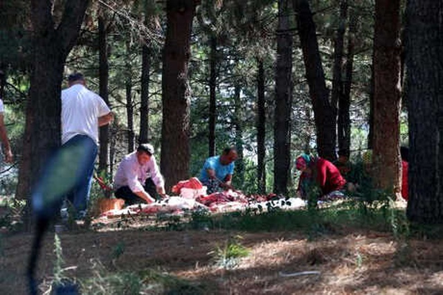 Ormanlık Alanda Kaçak Kesim