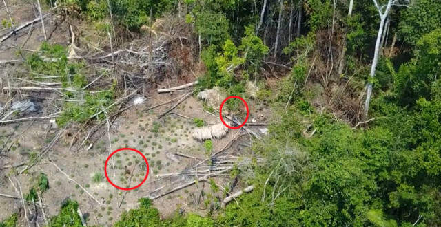 İlk Kez Kaydedildi! Amazon'da Medeniyetten Uzak Yaşayan Yerli Kabileden 16 Kişi Görüntülendi