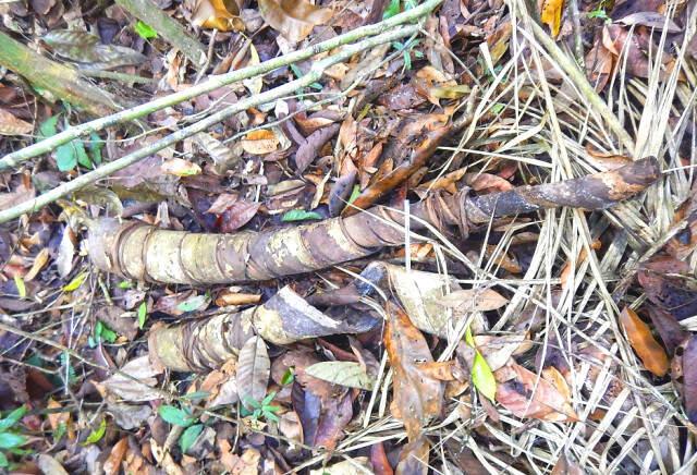 İlk Kez Kaydedildi! Amazon'da Medeniyetten Uzak Yaşayan Yerli Kabileden 16 Kişi Görüntülendi