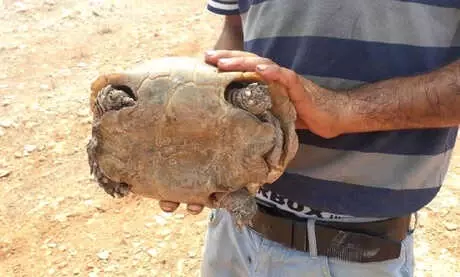 Şanlıurfa'da Göbeklitepe Çevresindeki Ormanlık Alanda Yangın