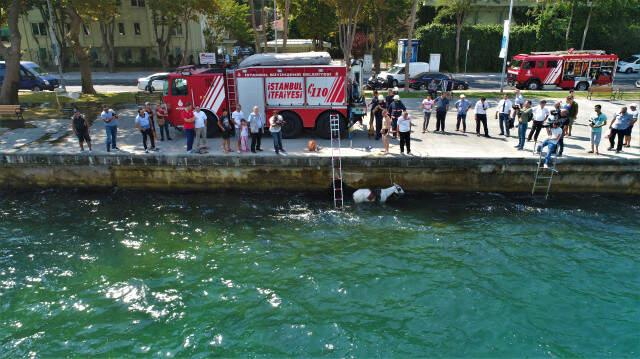 İstanbul'da Akılalmaz Olay! Bindiği Atla Denize Düştü